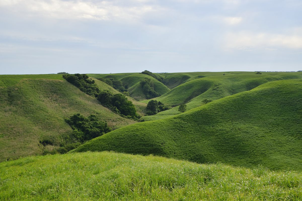 Rolling green grassy hills with patches of trees under a pale sky