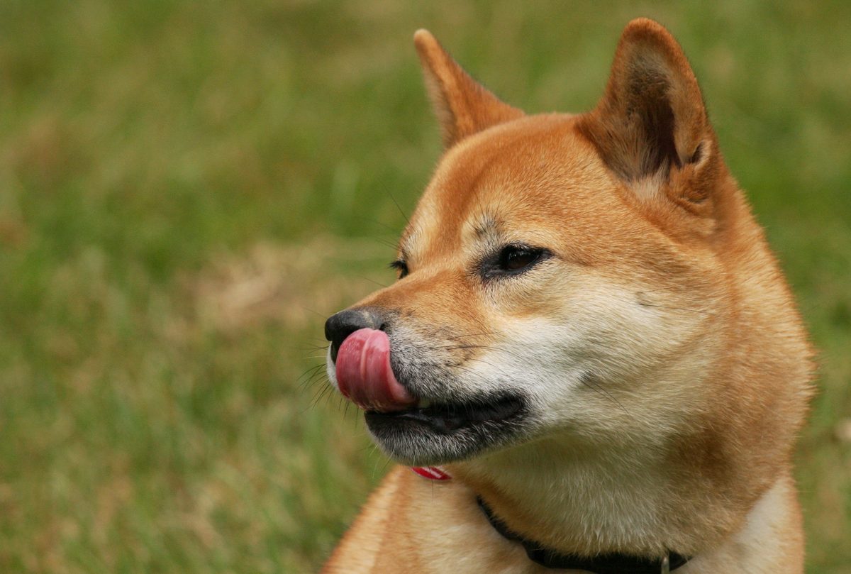 Close-up of a Shiba Inu dog licking its nose on a grass lawn
