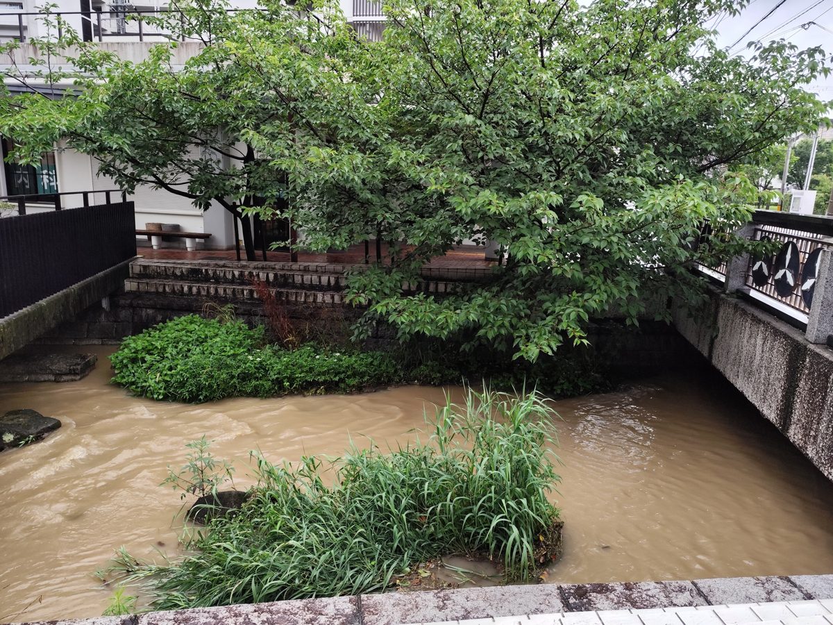 A shallow river with green plants and a tree beside a bridge in a city