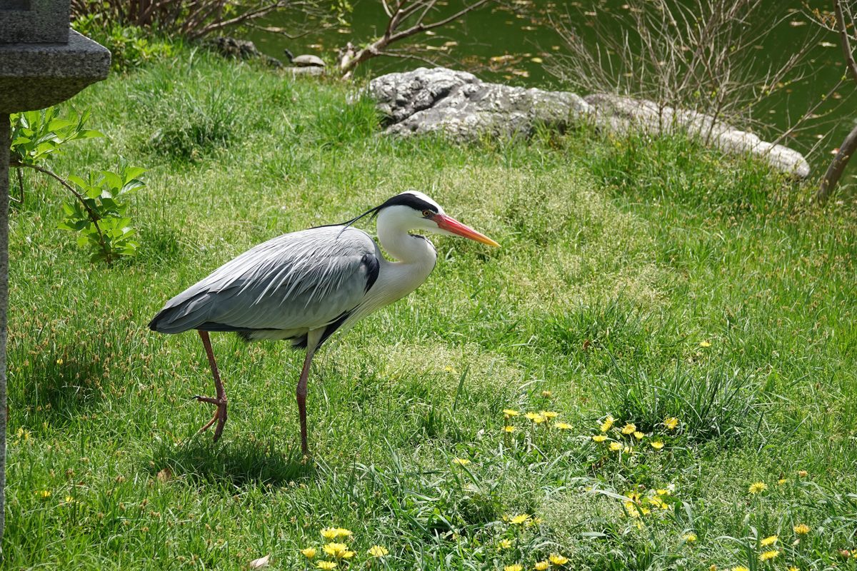 A gray heron standing on green grass with small yellow flowers
