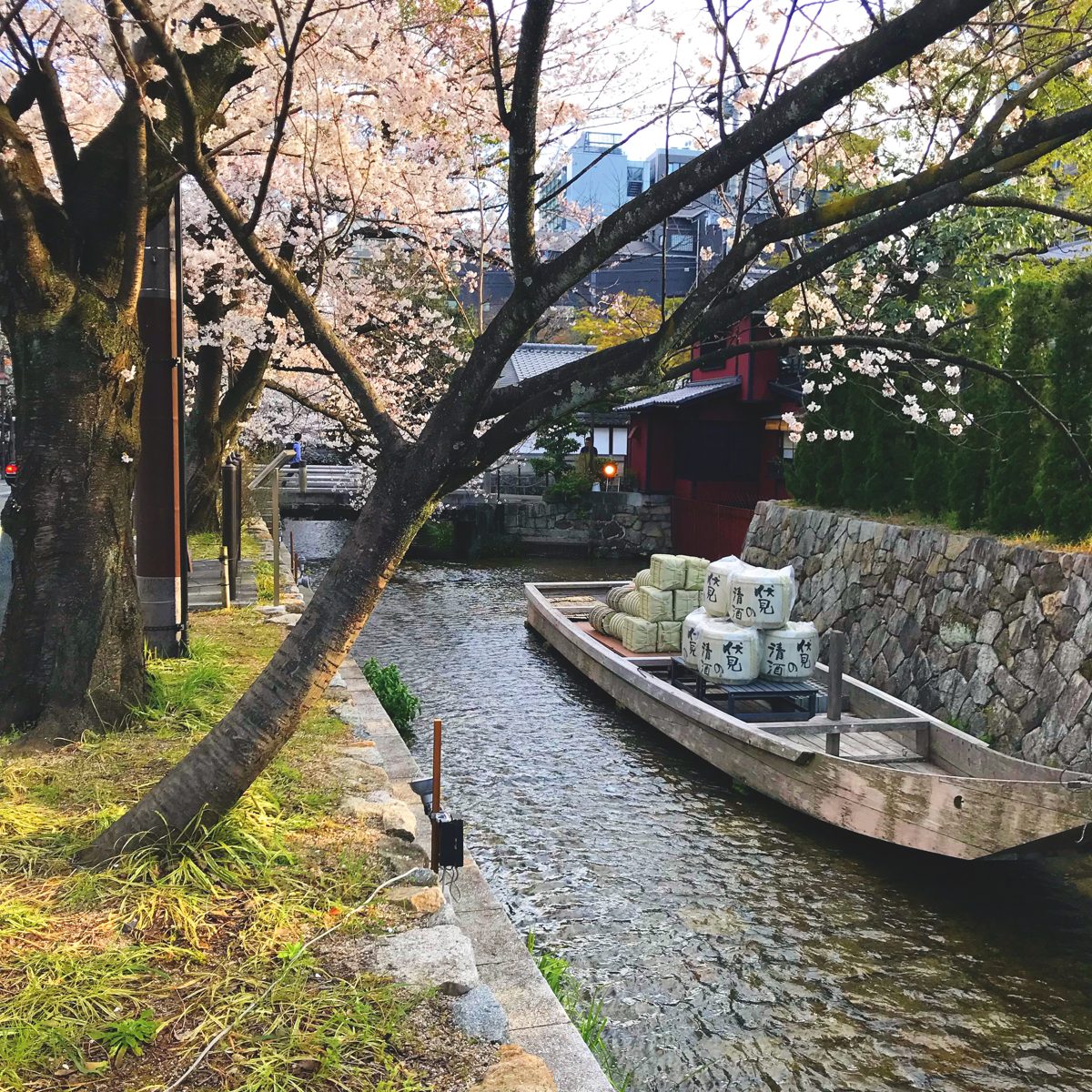 A wooden boat loaded with barrels on the narrow Takase River under cherry trees
