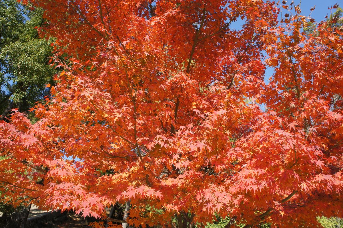 Bright red maple leaves against a blue sky