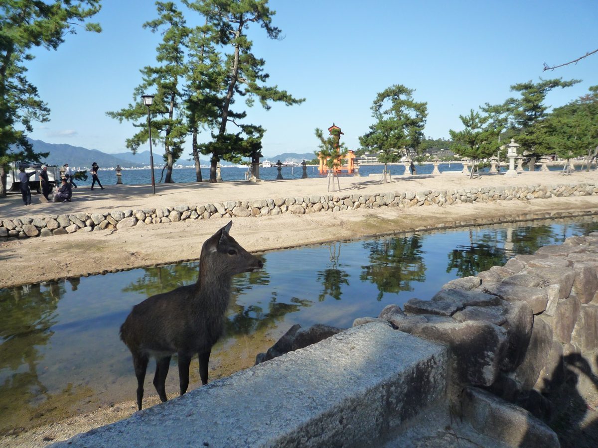 A deer standing by a shallow stone-lined channel, with pine trees and the sea behind