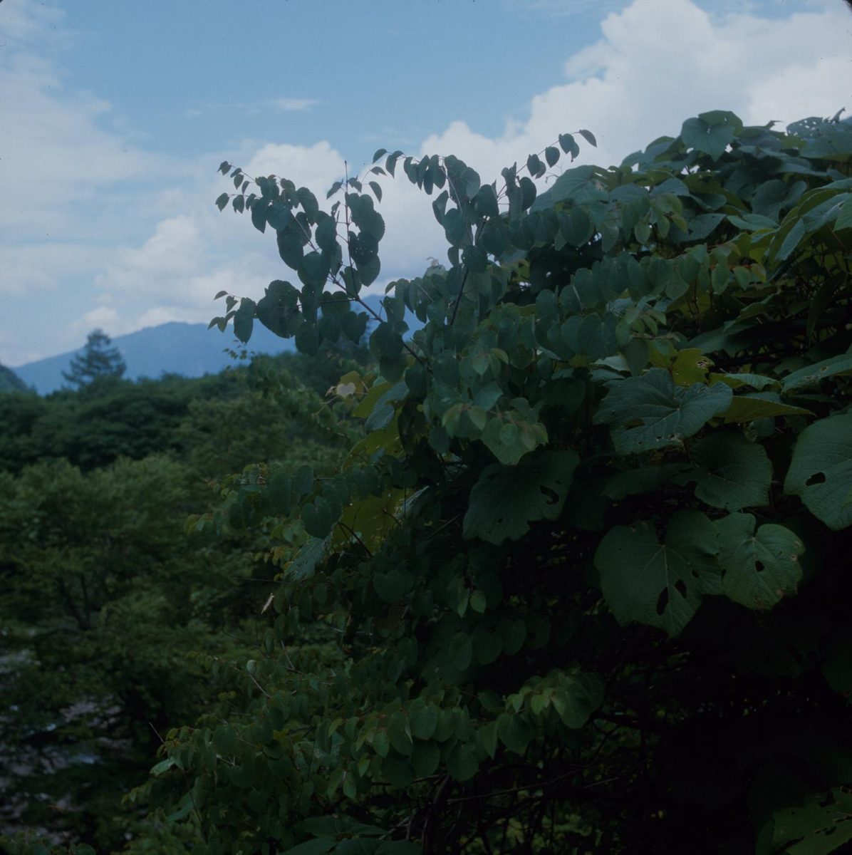 Leafy katsura tree branches against a blue sky with mountains behind