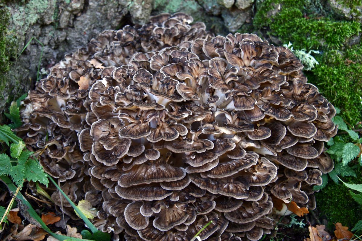 A large clump of maitake mushroom growing among moss at the base of a tree