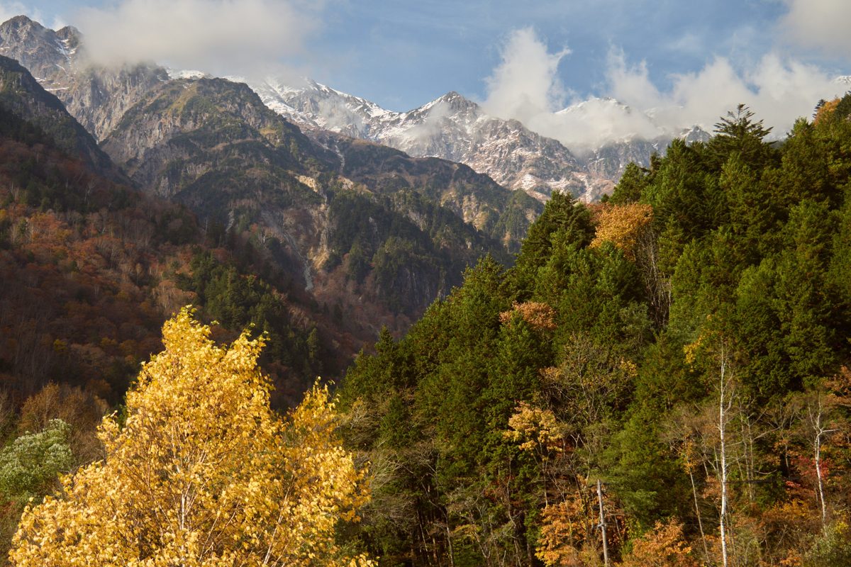 Yellow and green autumn trees on a mountainside with rocky peaks behind, Shinhotaka, Okuhida