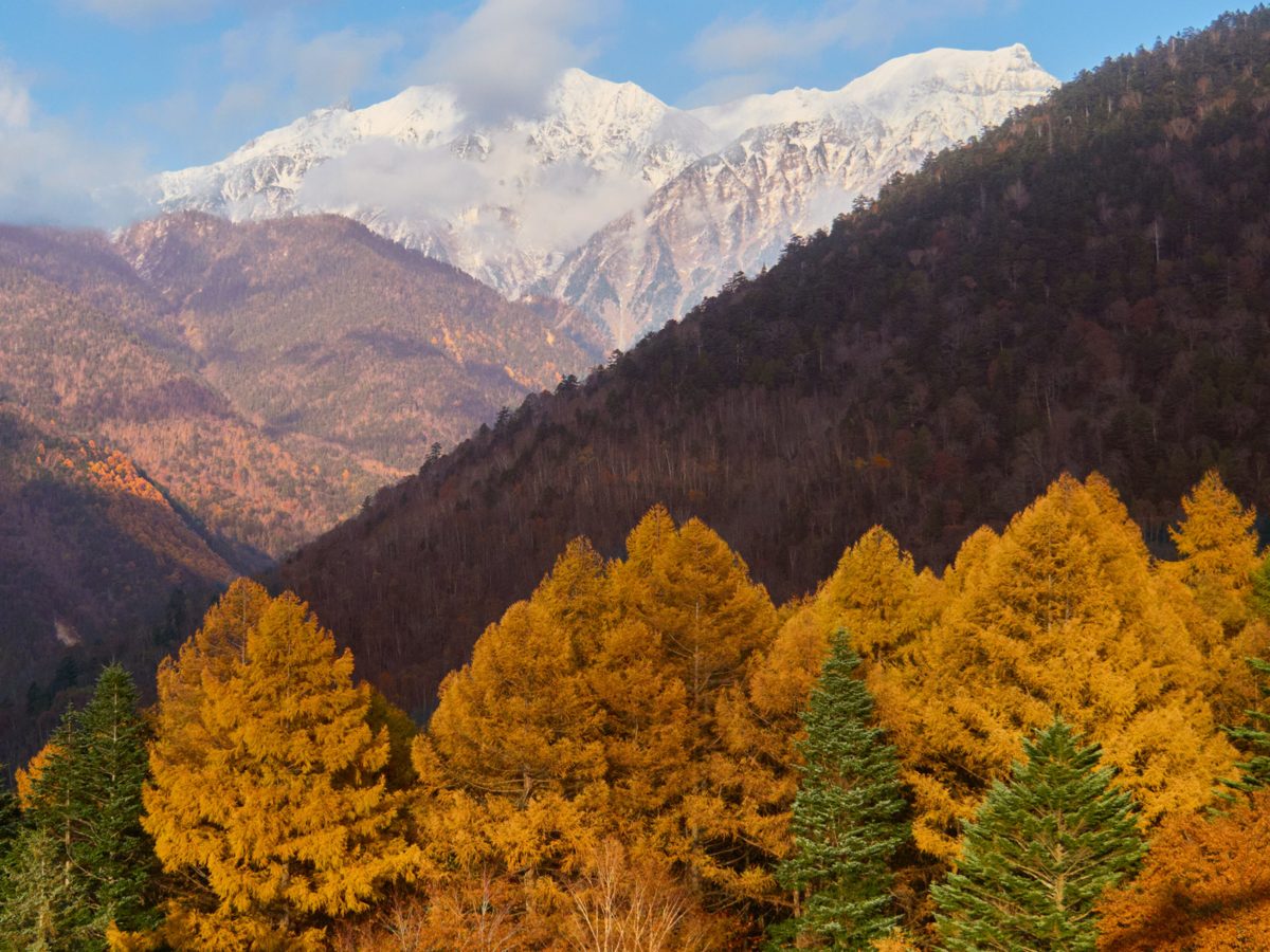 Autumn larch forest below snow-capped peaks in the Shinhotaka area of Okuhida