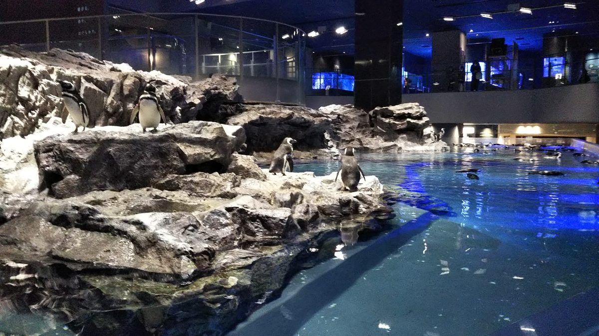Large open-top penguin pool with rocks and water inside an aquarium