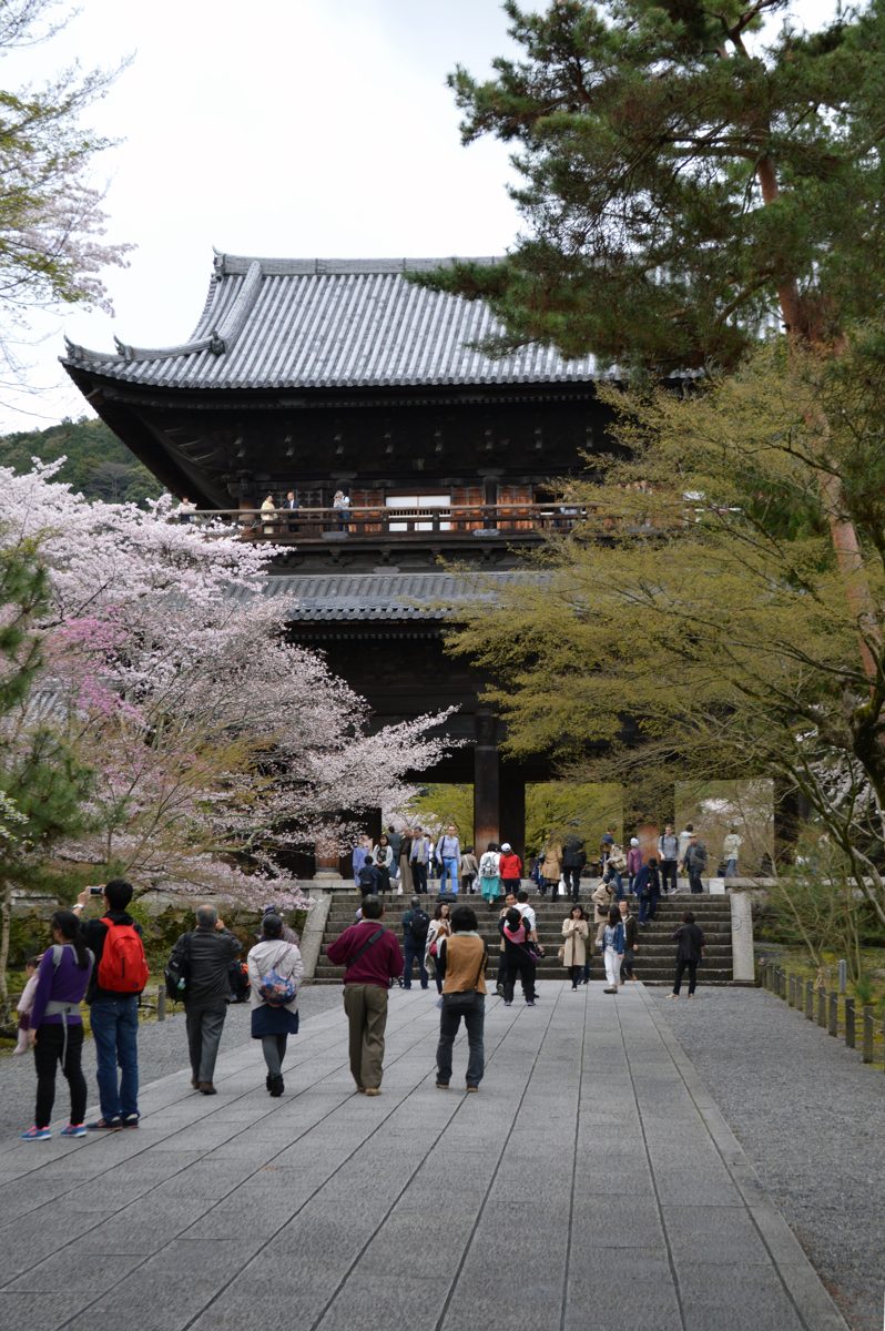 A stone-paved path leading to the Sanmon gate of Nanzenji with cherry blossoms and pine trees