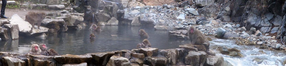 Japanese macaques sitting in and around a steaming rock pool by a river at Jigokudani