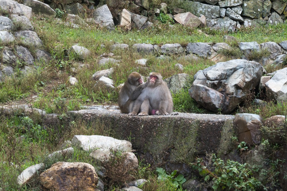 Two Japanese macaques sitting together on rocks among grass in daylight