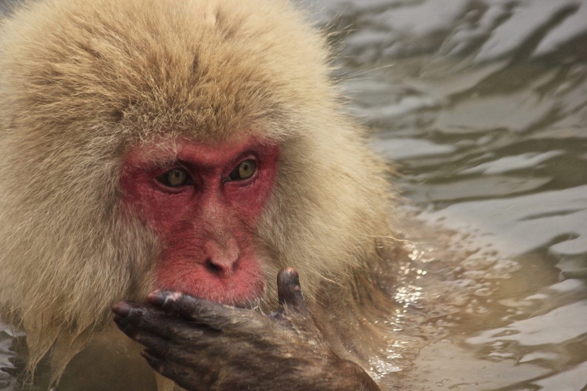 A Japanese macaque with a red face sitting in warm water