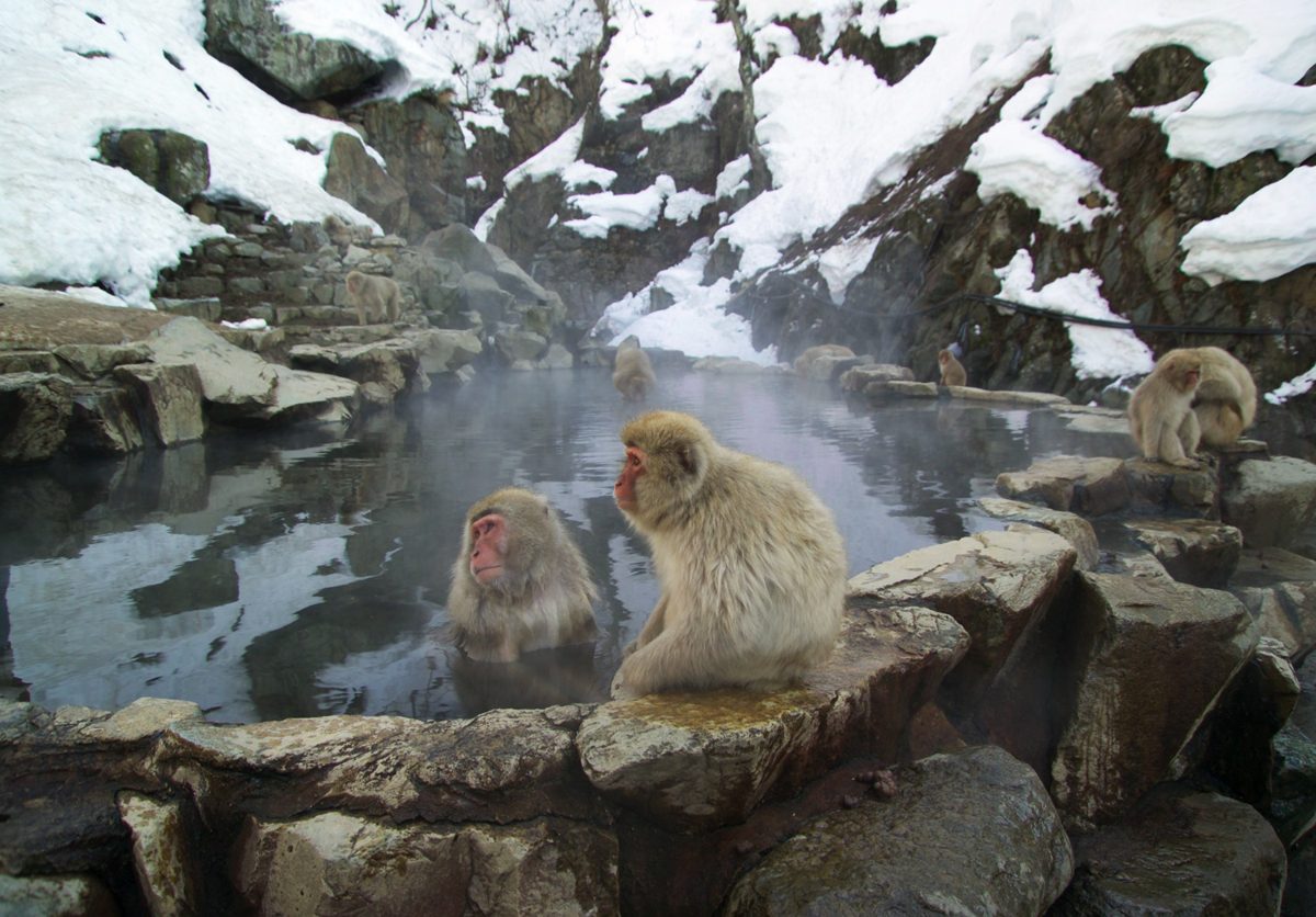 Japanese macaques sitting in and beside a steaming rock pool with snow on the rocks