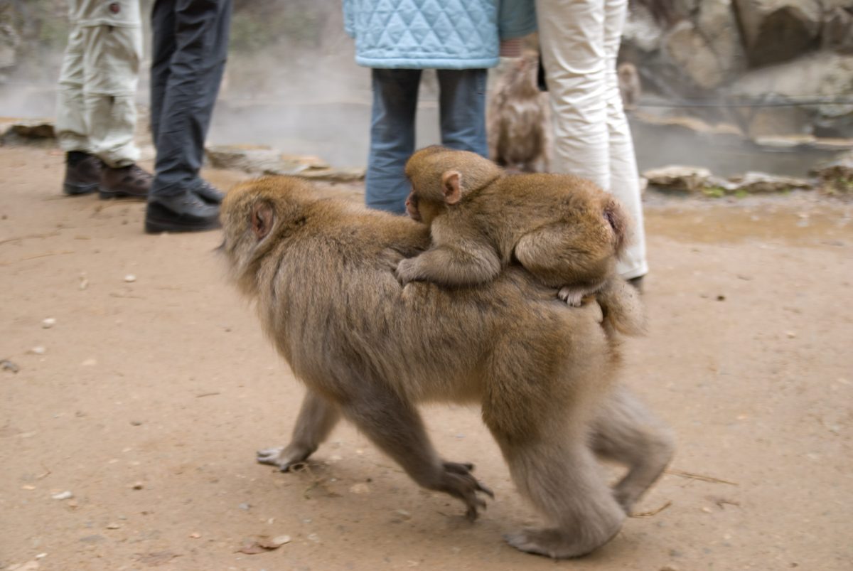 A Japanese macaque walking on bare ground with a baby monkey riding on its back, visitors&rsquo; legs in the background