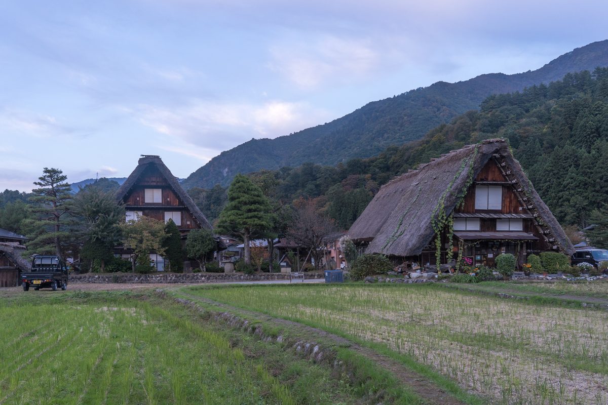 Thatched gassho-zukuri houses beside rice fields with forested mountains behind, Shirakawa-go