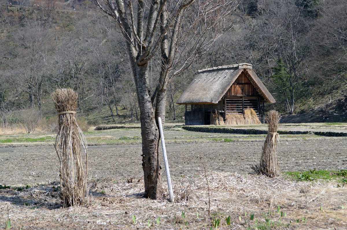 A small thatched farmhouse behind a bare field with straw bundles, Ogimachi