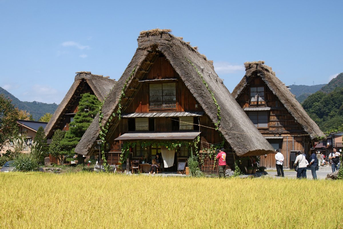 Thatched gassho-zukuri farmhouses behind a golden rice field under a blue sky
