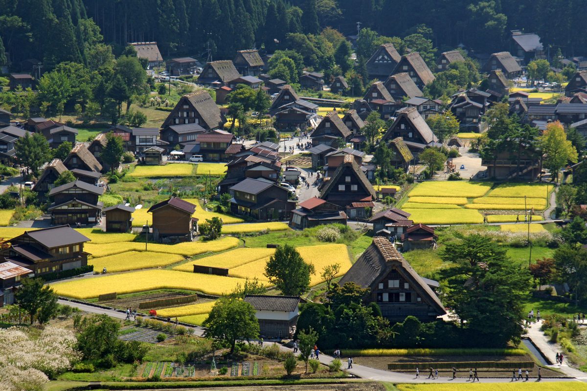 Thatched gassho-style houses among yellow rice fields in Ogimachi, Shirakawa-go, on a sunny day