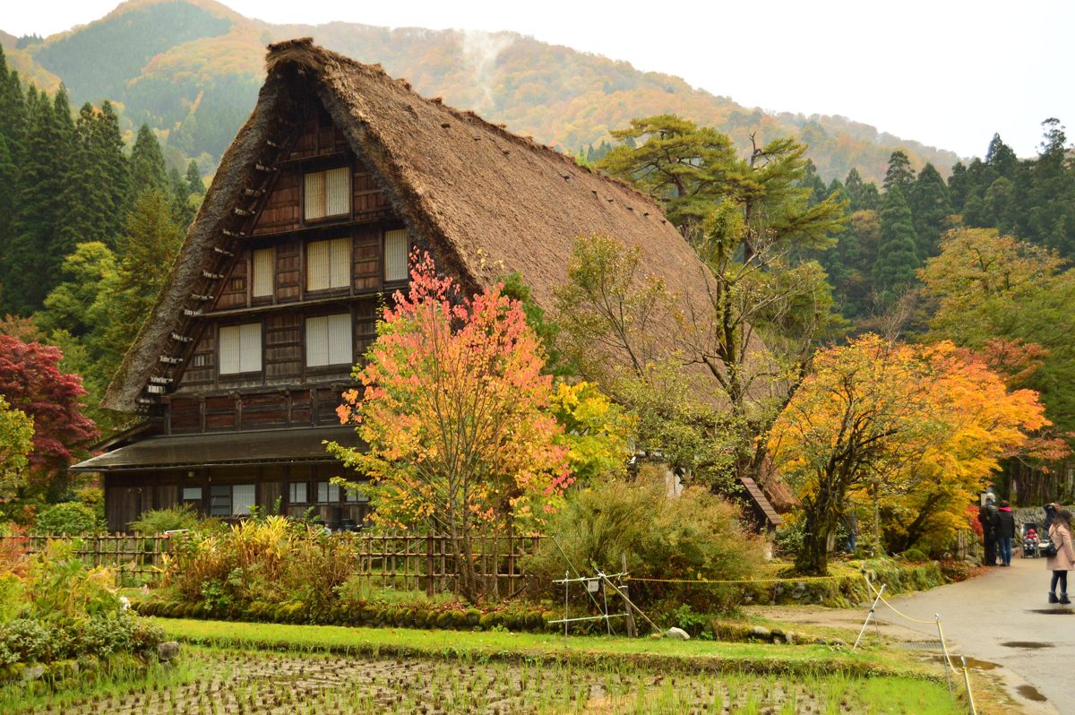 A large thatched gassho-style house surrounded by autumn trees, with a rice paddy in front