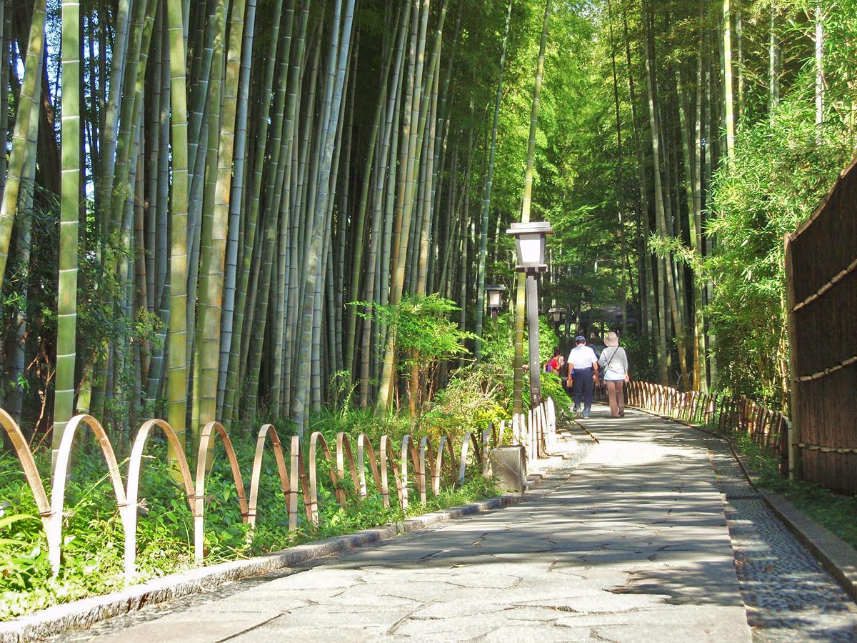 A stone path through a tall bamboo grove with a lamp post