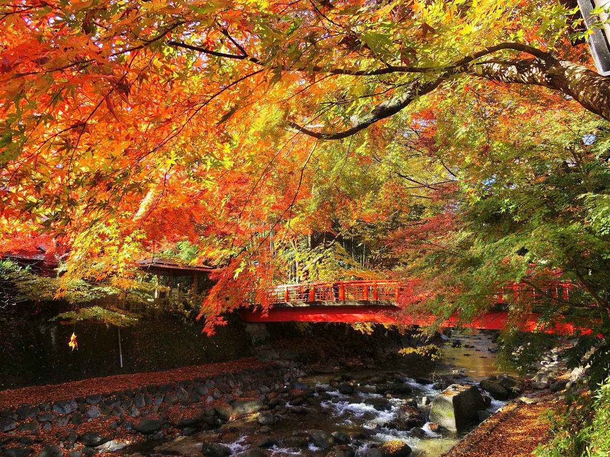 Red and orange autumn maple leaves over a rocky stream and a red bridge