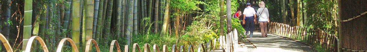A paved path through a tall bamboo grove with a curved bamboo fence