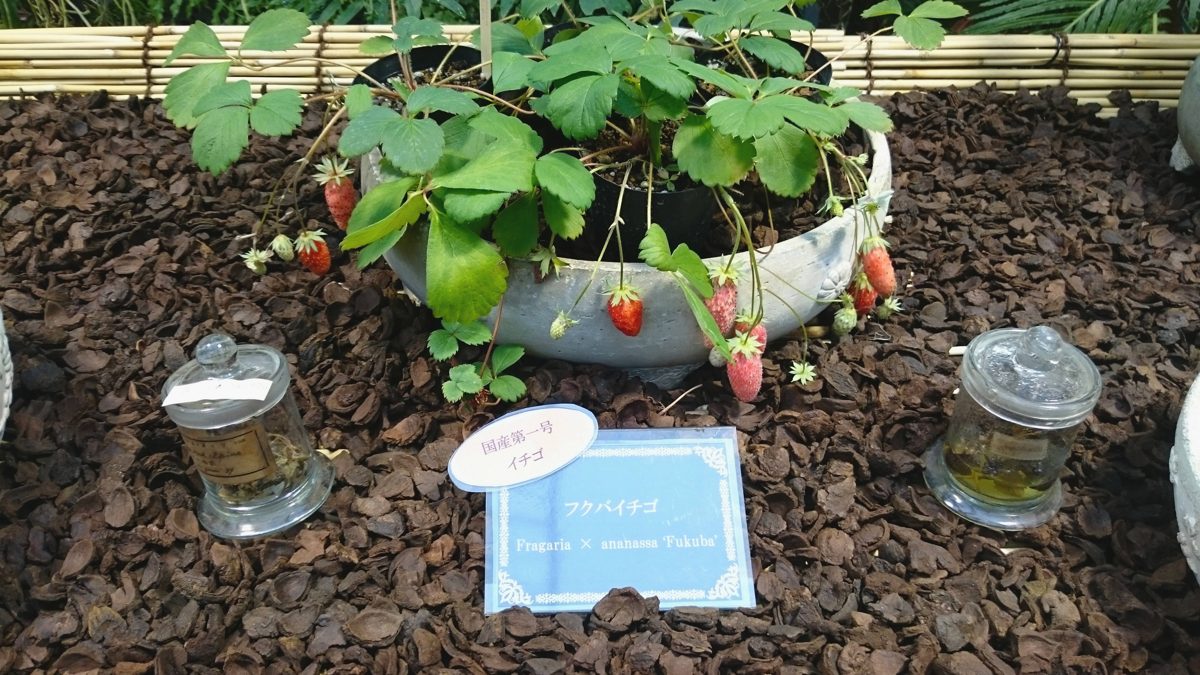 A potted Fukuba strawberry plant with small red berries and a name sign