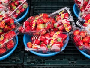 Plastic packs of red Tochiotome strawberries in blue baskets on black crates