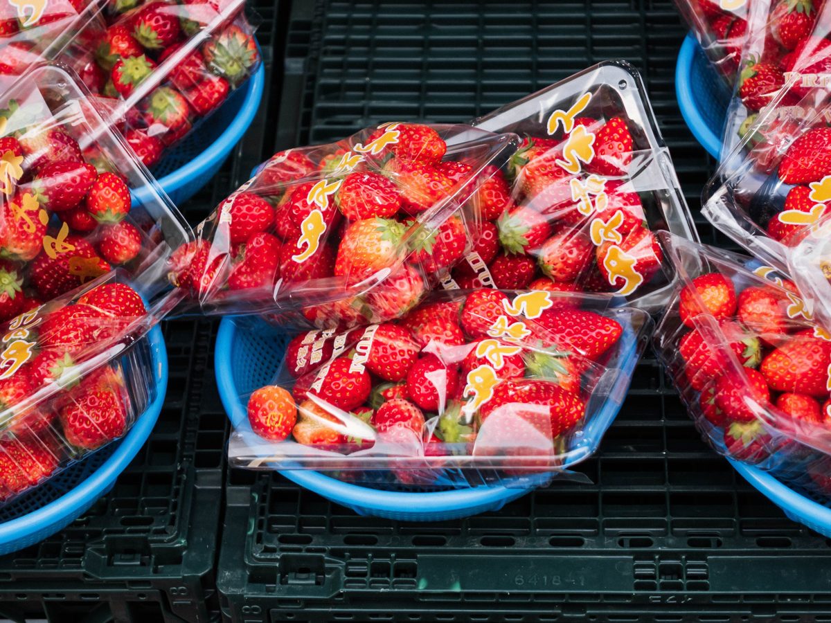 Plastic packs of red Tochiotome strawberries in blue baskets on black crates