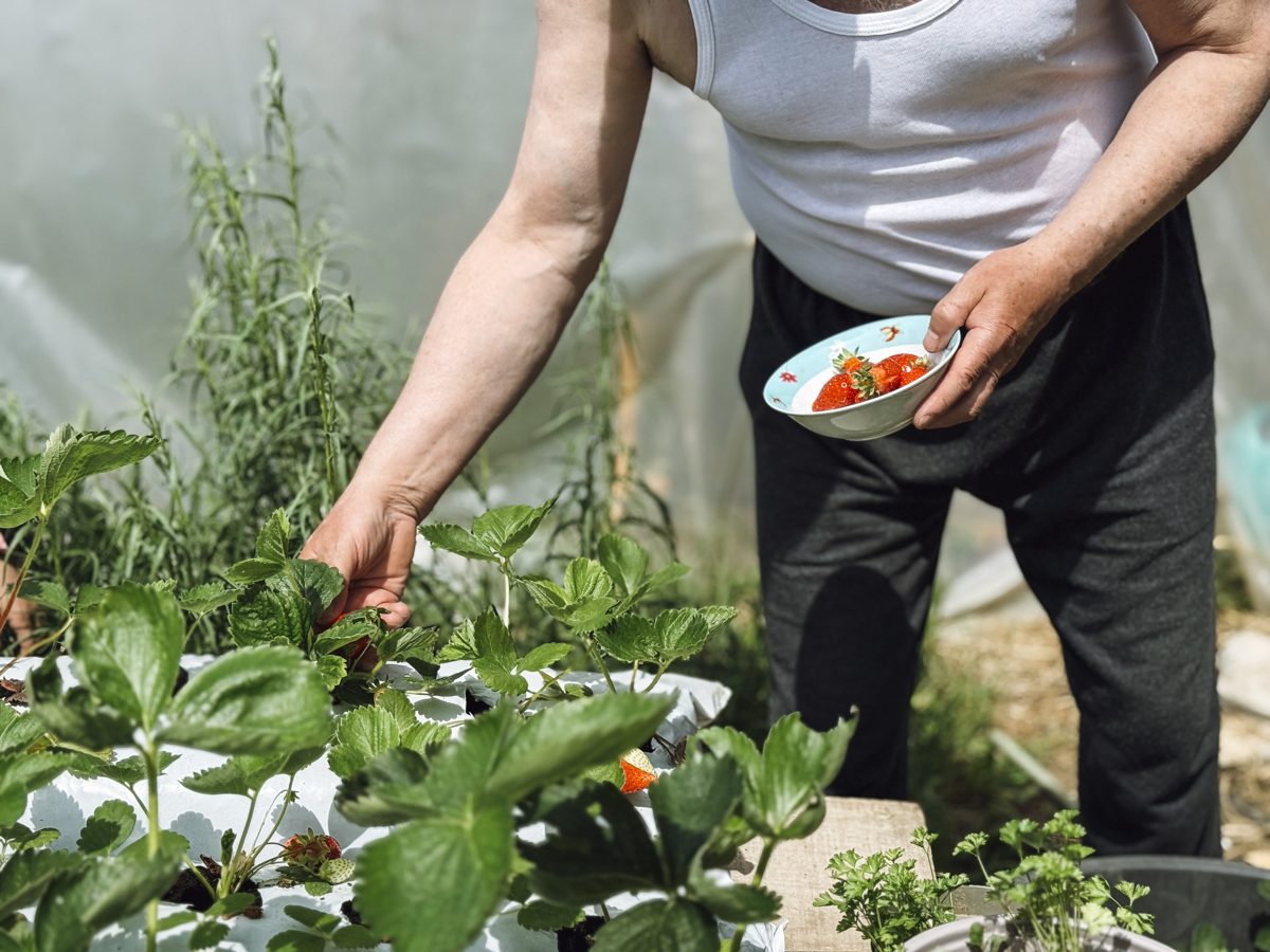 A person picking ripe strawberries into a small bowl inside a plastic greenhouse