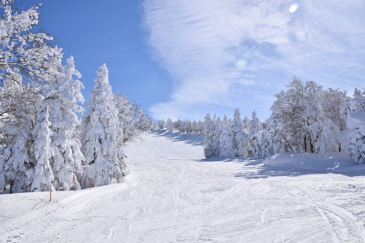 A wide groomed ski run between snow-covered trees under a blue sky