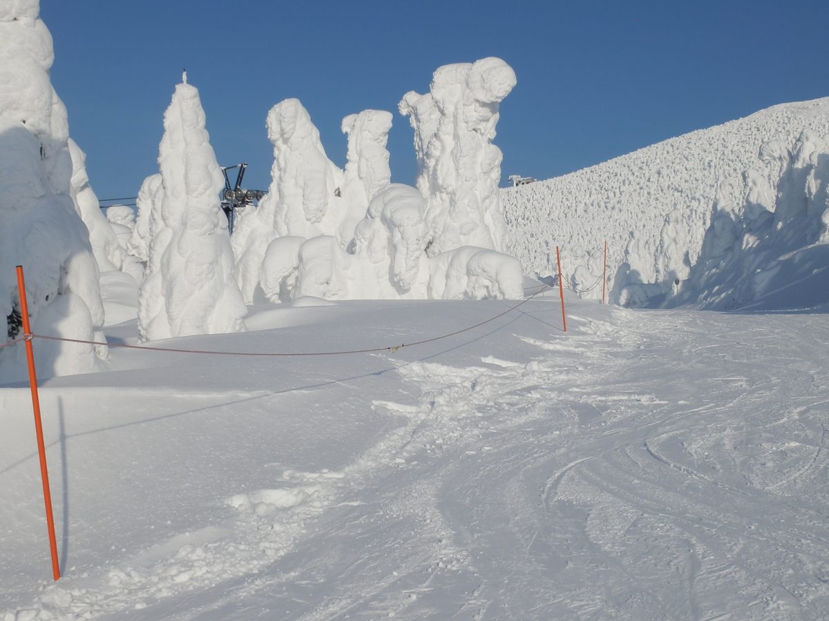 Snow-covered trees known as snow monsters on a sunny day at Zao
