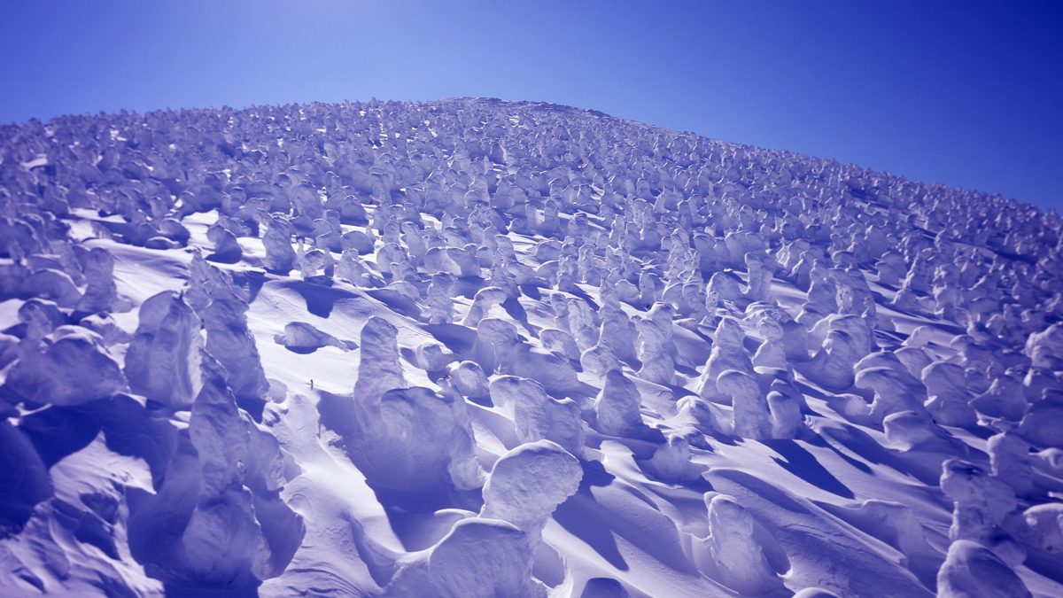 Snow-covered trees known as snow monsters on a slope at the Zao Onsen ski resort