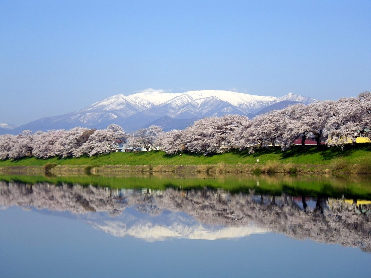 Snow-capped Mount Zao behind a row of cherry trees in bloom, reflected in water
