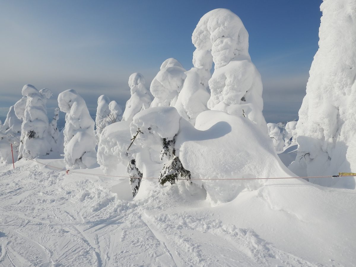 Trees covered in thick snow and ice on a ski slope under a blue sky