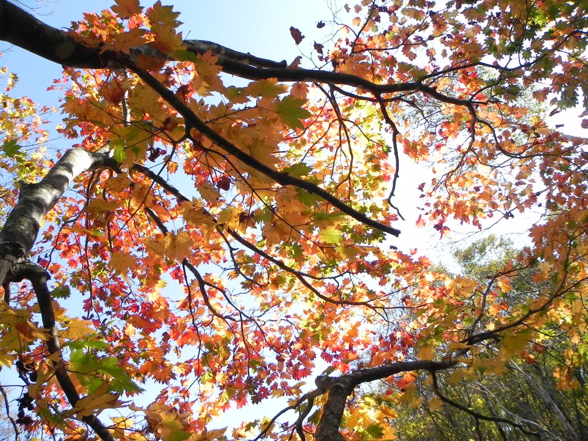 Orange and yellow maple leaves against a blue sky